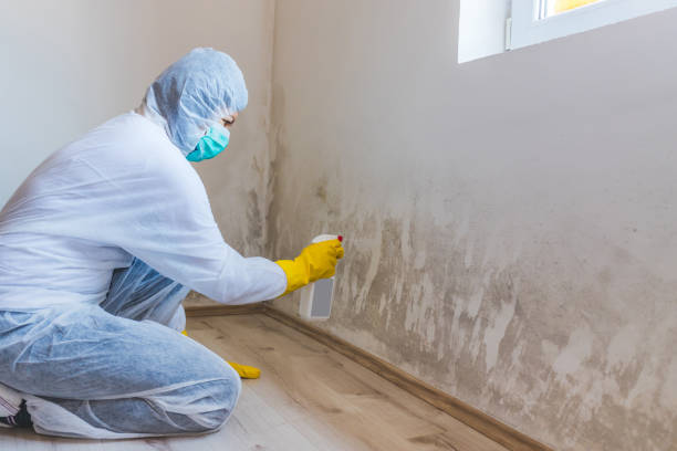 Licensed Mold Cleanup service in Hampton, MD - WQB Mold Removal