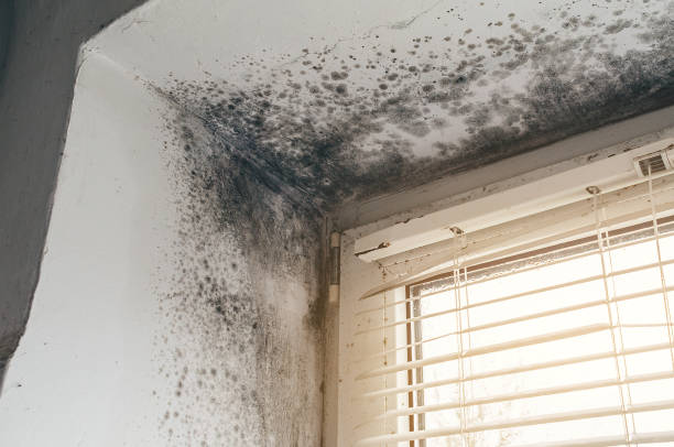 Affordable Mold Cleanup solutions in Hampton, MD